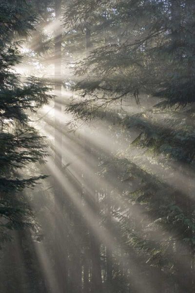 WA, Seabeck God rays illumine tree branches